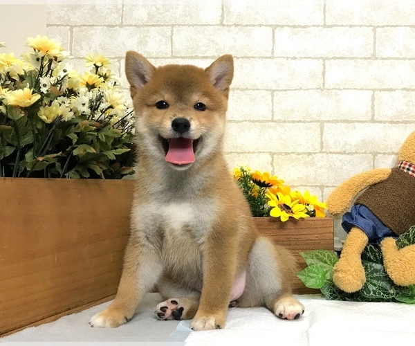 Medium Photo #1 Shiba Inu Puppy For Sale in CHICAGO, IL, USA