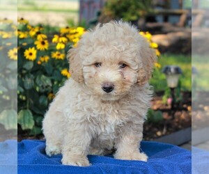 Poochon Puppy for sale in NARVON, PA, USA