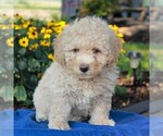 Small Photo #1 Poochon Puppy For Sale in NARVON, PA, USA