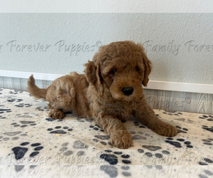 Goldendoodle (Miniature) Puppy for sale in DONNELLSON, IA, USA
