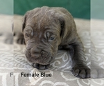 Small Photo #4 Neapolitan Mastiff Puppy For Sale in WASHBURN, MO, USA