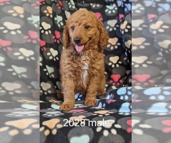 Medium Photo #5 Goldendoodle-Poodle (Toy) Mix Puppy For Sale in CLARE, IL, USA
