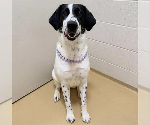 Medium Photo #2 Pointer-Unknown Mix Puppy For Sale in Pasadena, TX, USA