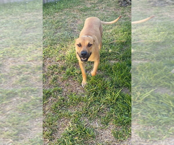 Medium Photo #2 American Staffordshire Terrier-Unknown Mix Puppy For Sale in Dana Point, CA, USA