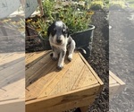 Small #3 Bernedoodle-Bluetick Coonhound Mix