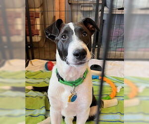 Collie-Labrador Retriever Mix Dogs for adoption in Pueblo West, CO, USA