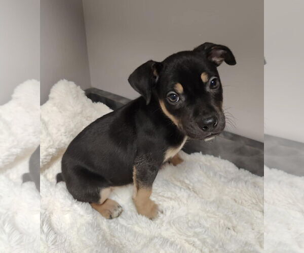 Medium Photo #5 American Pit Bull Terrier-Labrador Retriever Mix Puppy For Sale in St. Louis Park, MN, USA