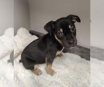 Small #4 American Pit Bull Terrier-Labrador Retriever Mix