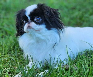 Mother of the Japanese Chin puppies born on 10/28/2025
