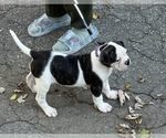 Small #1 American Bulldog