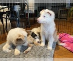 Small Photo #13 Border Collie Puppy For Sale in CHULA VISTA, CA, USA