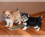 Small Photo #2 Morkie Puppy For Sale in ROCK VALLEY, IA, USA