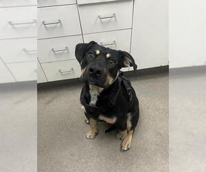 Rottweiler-Unknown Mix Dogs for adoption in HESPERIA, CA, USA