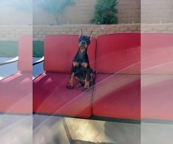 Medium Photo #7 Doberman Pinscher Puppy For Sale in PALMDALE, CA, USA