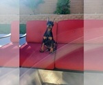 Small Photo #7 Doberman Pinscher Puppy For Sale in PALMDALE, CA, USA