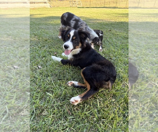 Medium Photo #1 Miniature Australian Shepherd Puppy For Sale in TAYLORSVILLE, MS, USA