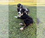 Image preview for Ad Listing. Nickname: Waylon