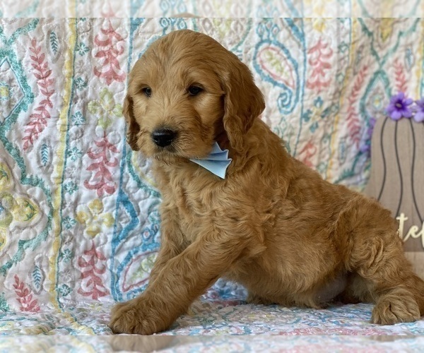 Medium Photo #3 Goldendoodle Puppy For Sale in LANCASTER, PA, USA