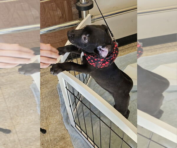 Medium Photo #3 Labrador Retriever-Unknown Mix Puppy For Sale in oakland, FL, USA