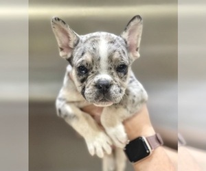French Bulldog Puppy for sale in LAS VEGAS, NV, USA