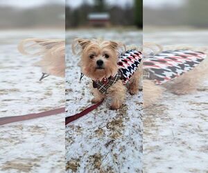 Teddy - Male Mutt Dog for Adoption