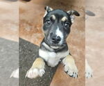 Small #2 Alaskan Malamute-American Staffordshire Terrier Mix