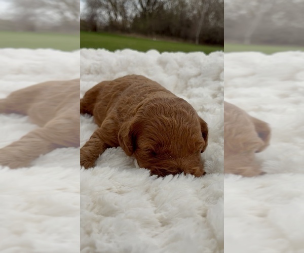 Medium Photo #10 Goldendoodle mix (+ Poodle Miniature) Puppy For Sale in RANDOLPH, WI, USA