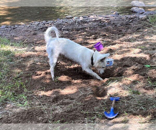 Medium Photo #3 American Eskimo Dog Puppy For Sale in Pikesville, MD, USA