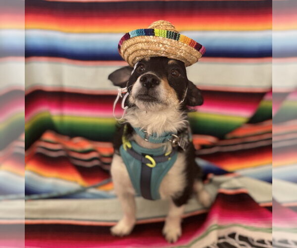 Medium Photo #4 Mutt Puppy For Sale in Mundelein, IL, USA