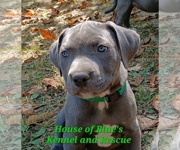 Medium Photo #9 American Pit Bull Terrier Puppy For Sale in DELAWARE, OH, USA