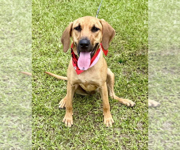 Medium Photo #9 Mutt Puppy For Sale in San Leon, TX, USA