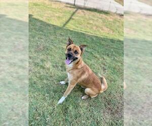 FELIX - Male German Shepherd Dog-Unknown Mix Dog for Adoption - Photo #2