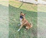 Small Photo #2 German Shepherd Dog-Unknown Mix Puppy For Sale in Temple, TX, USA