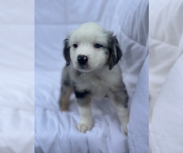 Medium Photo #11 Miniature Australian Shepherd Puppy For Sale in LAKELAND, FL, USA