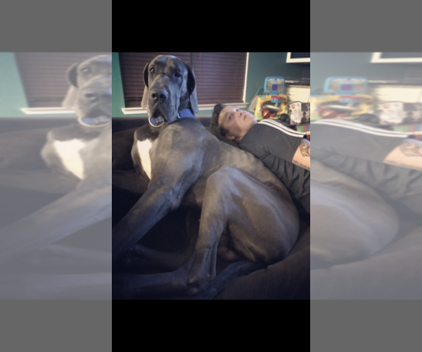 Medium Photo #1 Great Dane Puppy For Sale in PENSACOLA, FL, USA