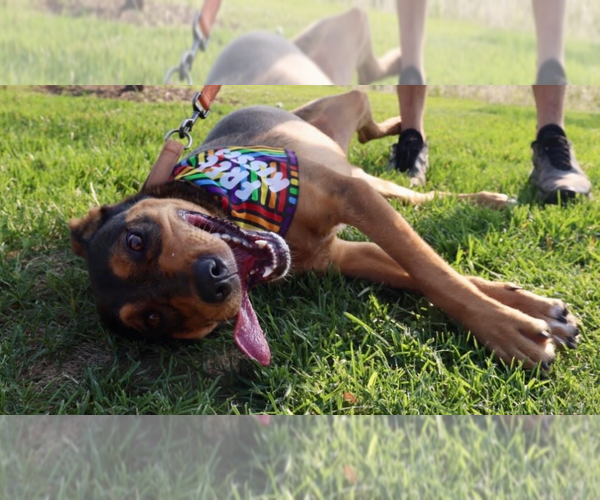 Medium Photo #9 Mutt Puppy For Sale in Brooklyn Center, MN, USA