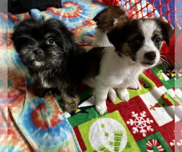 Medium Photo #3 Pekalier Puppy For Sale in Valrico, FL, USA