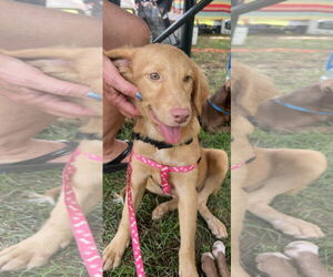 Chocolate Labrador retriever-Unknown Mix Dogs for adoption in NYC, NY, USA
