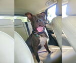 Small #5 American Pit Bull Terrier-American Staffordshire Terrier Mix