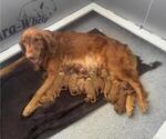 Small #1 Golden Retriever