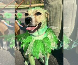 Lady Bird - Female Beagle-Unknown Mix Dog for Adoption - Photo #8