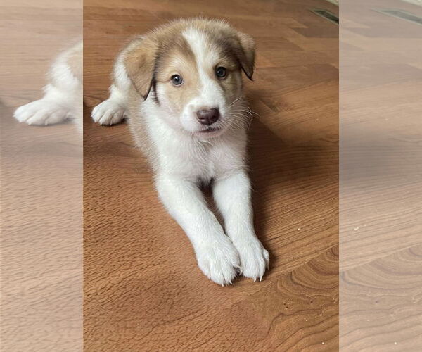 Medium Photo #6 Mutt Puppy For Sale in Westwood, NJ, USA