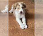 Small #5 Mutt
