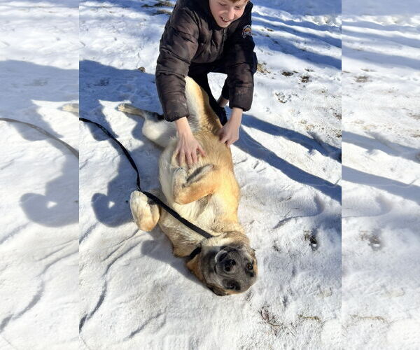 Medium Photo #3 Mutt Puppy For Sale in Sebec, ME, USA
