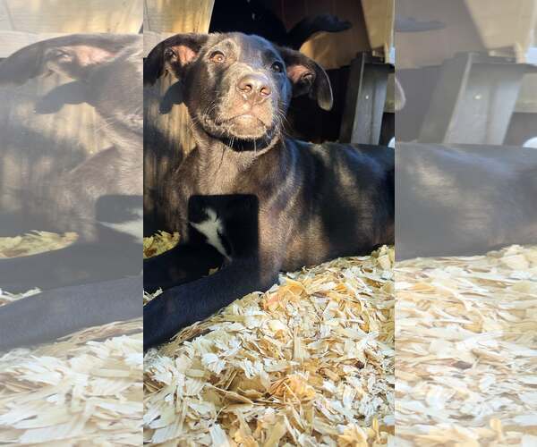 Medium Photo #3 Labrador Retriever-Unknown Mix Puppy For Sale in Oakhurst, NJ, USA