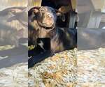 Small #2 Labrador Retriever Mix