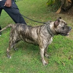Mother of the Presa Canario puppies born on 10/22/2018