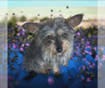 Small Mutt