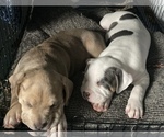 Small Photo #3 American Bully Puppy For Sale in BARNEGAT, NJ, USA