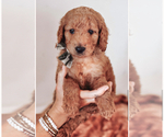 Puppy Dez Goldendoodle (Miniature)